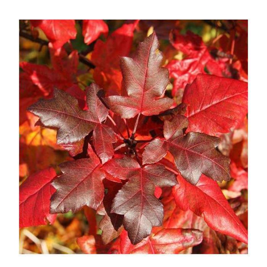 Ornamental Trees * | Malus Trilobata 'Guardsman' | Crab Apple Tree | 12L Pot | 150-180Cm | By Frank P Matthews