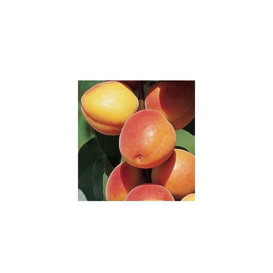 Fruit Trees * | Prunus 'Early Moorpark' | Apricot Tree