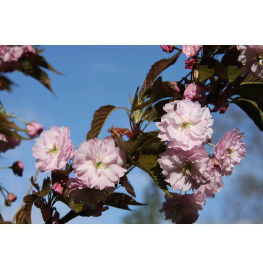 Ornamental Trees * | Prunus 'Shirofugen' | Cherry Blossom Tree | 12L Pot | 150-180Cm | By Frank P Matthews