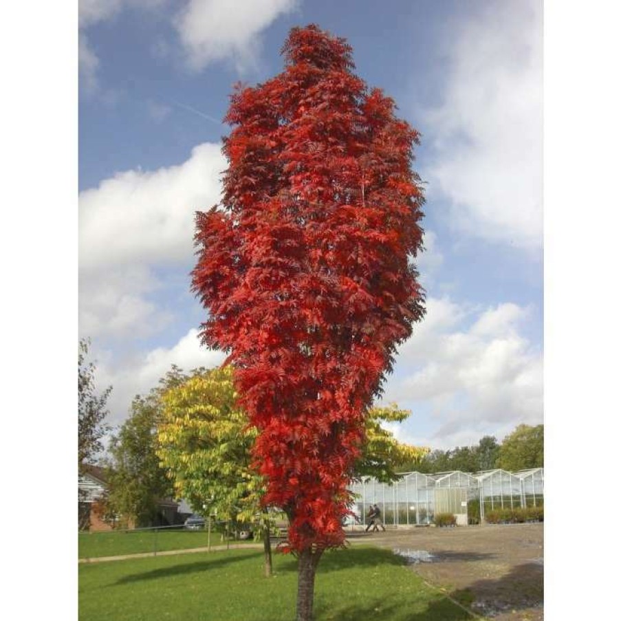 Ornamental Trees * | Sorbus 'Autumn Spire' | Rowan Tree