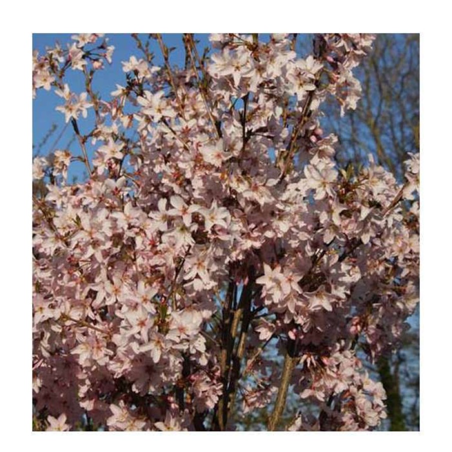 Ornamental Trees * | Prunus Pendula F. Ascendens 'Rosea' | Cherry Blossom Tree | 12L Pot | 150-180Cm | By Frank P Matthews