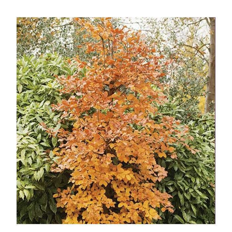 Ornamental Trees * | Beech Tree | Fagus Sylvatica