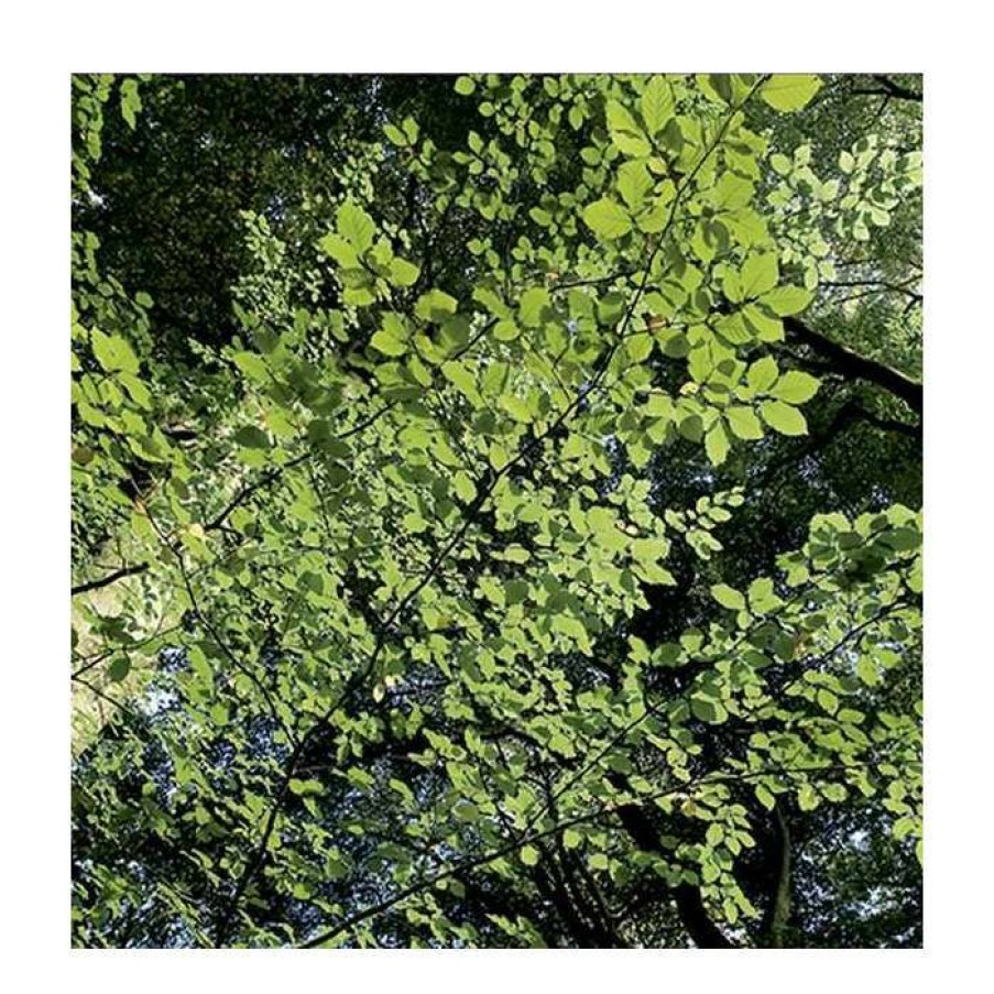 Ornamental Trees * | Beech Tree | Fagus Sylvatica