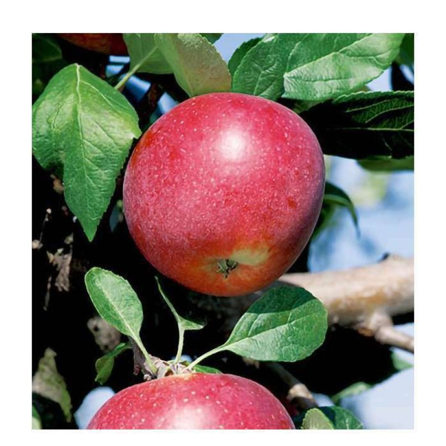 Fruit Trees * | 5Ft 'Red Devil' Apple Tree | Mm106 Semi Vigorous Rootstock | 12L Pot | By Frank P Matthews