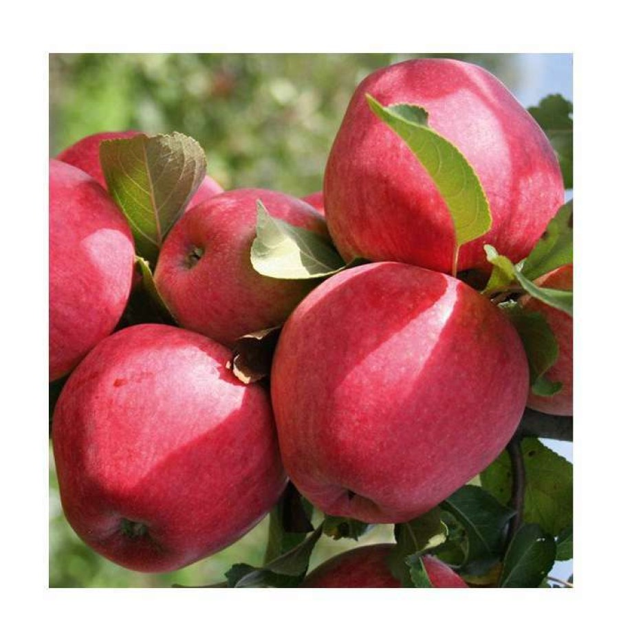 Fruit Trees * | 5Ft 'Red Devil' Apple Tree | Mm106 Semi Vigorous Rootstock | 12L Pot | By Frank P Matthews