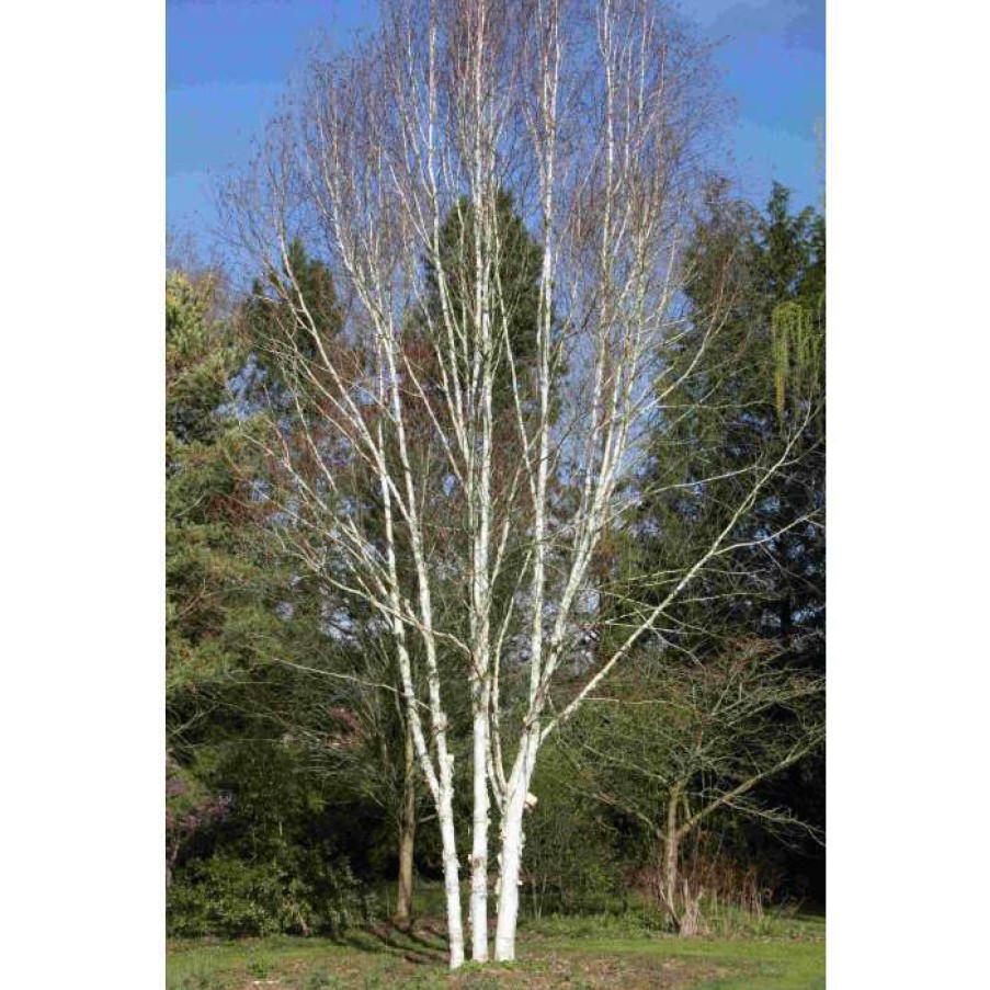 Ornamental Trees * | Himalayan Birch | Betula Utilis Var Jacquemontii 'Snow Queen'