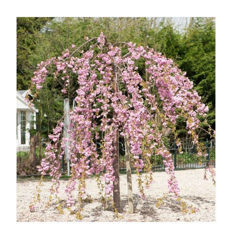 Ornamental Trees * | Prunus 'Kiku-Shidare-Zakura' | Weeping Cherry Blossom Tree | 10L Pot | 180-200Cm