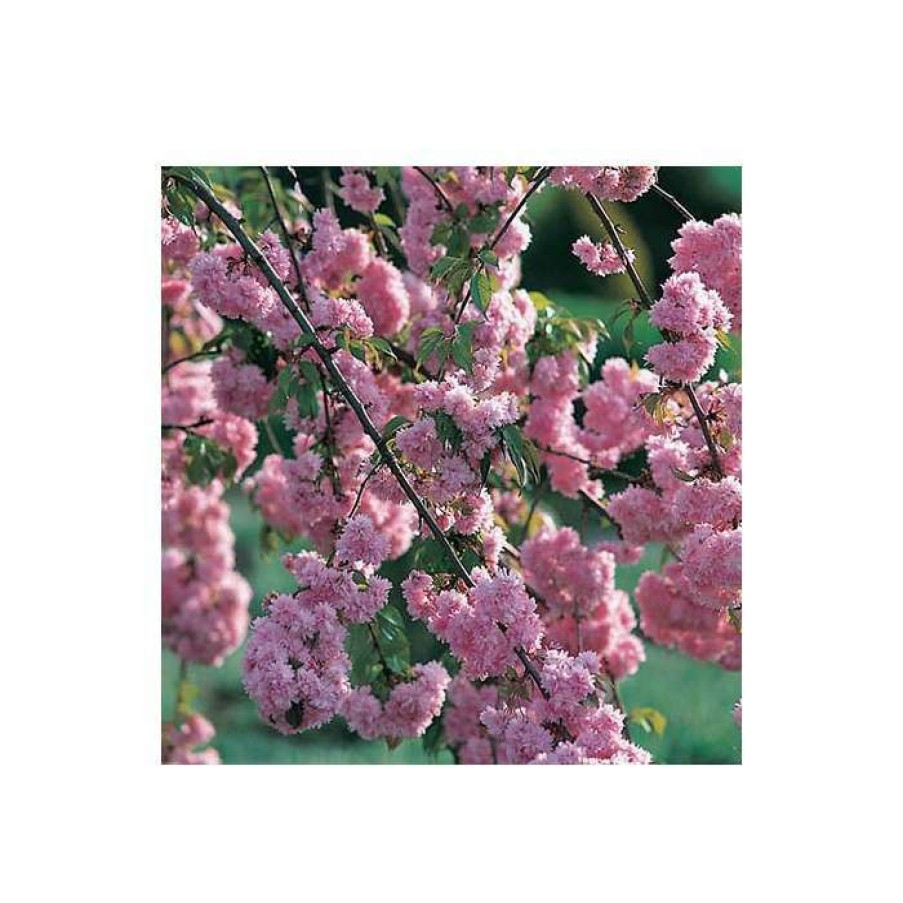 Ornamental Trees * | Prunus 'Kiku-Shidare-Zakura' | Weeping Cherry Blossom Tree | 10L Pot | 180-200Cm