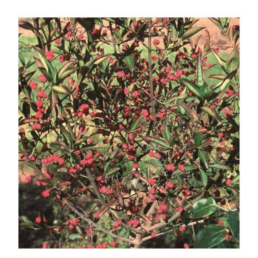 Ornamental Trees * | Euonymus Hamiltonianus 'Indian Summer' | Spindle Tree | 12L Pot | 150-180Cm | By Frank P Matthews