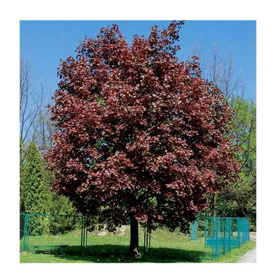 Ornamental Trees * | Acer Platanoides 'Crimson King' | Norway Maple Tree