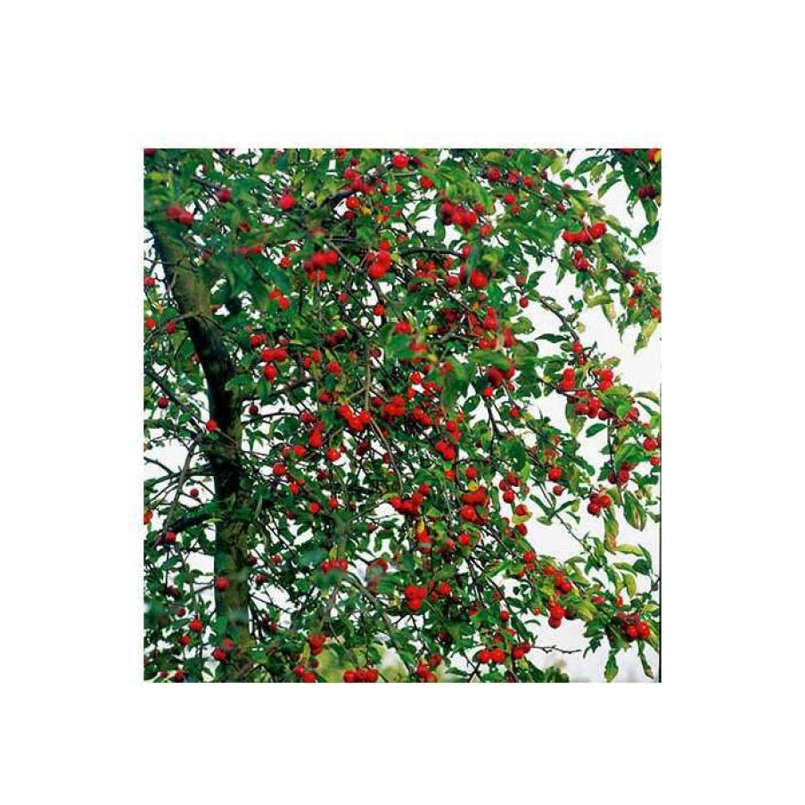 Ornamental Trees * | Malus X Atrosanguinea 'Gorgeous' | Crabapple Tree