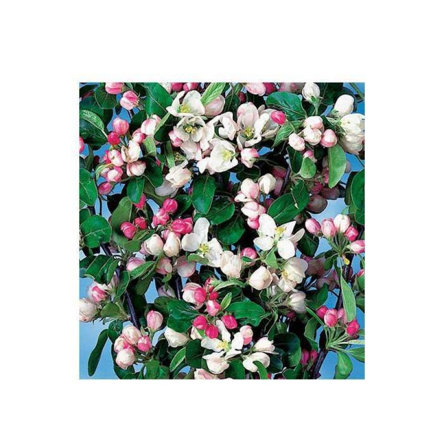 Ornamental Trees * | Malus X Atrosanguinea 'Gorgeous' | Crabapple Tree