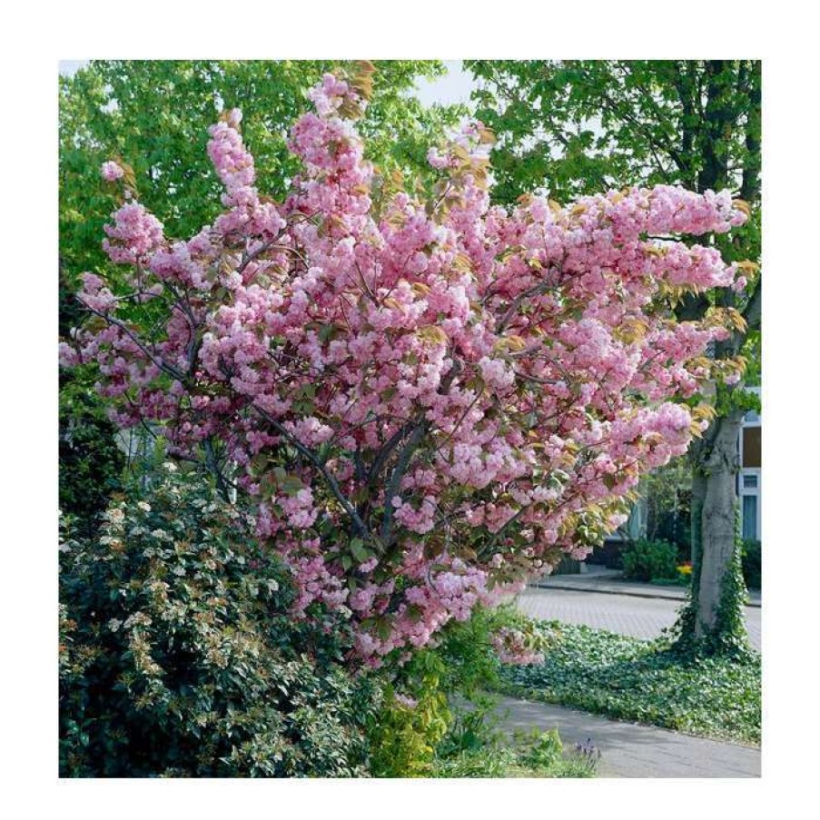 Ornamental Trees * | Prunus 'Kanzan' | Cherry Blossom Tree | 12L Pot | 150-180Cm | By Frank P Matthews