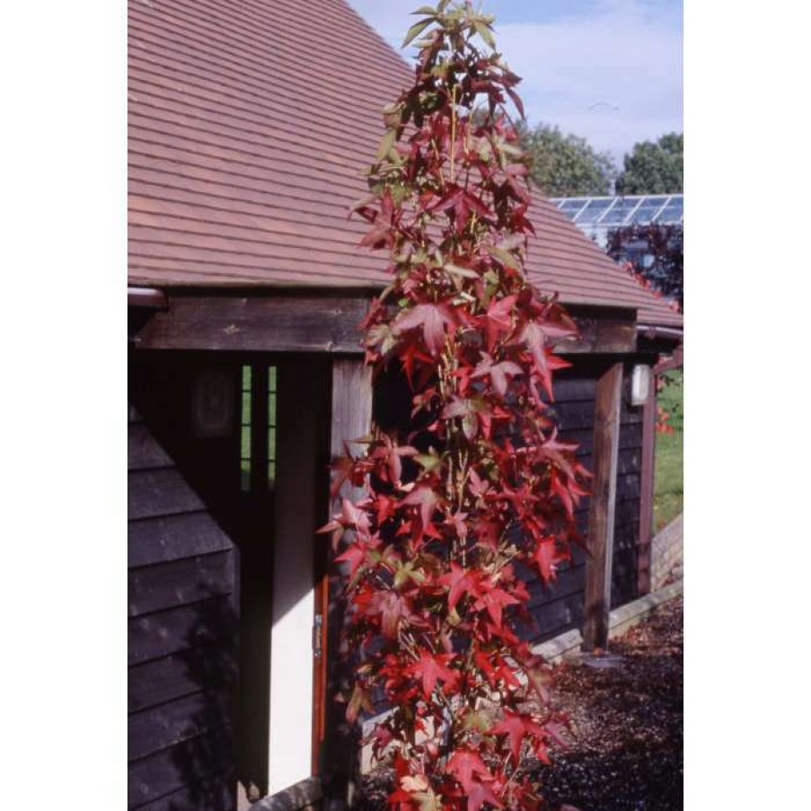 Ornamental Trees * | Liquidambar Styraciflua 'Slender Silhouette' | Columnar Sweet Gum Tree | 12L Pot | 150-180Cm | By Frank P Matthews