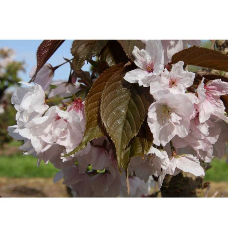 Ornamental Trees * | Prunus 'Matsumae-Fuki' | Cherry Blossom Tree | 12L Pot | 150-180Cm | By Frank P Matthews