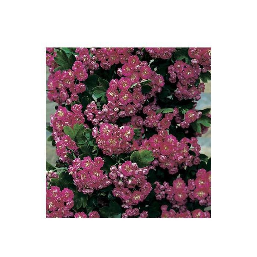 Ornamental Trees * | Crataegus Laevigata 'Pauls Scarlet' | Hawthorn Tree