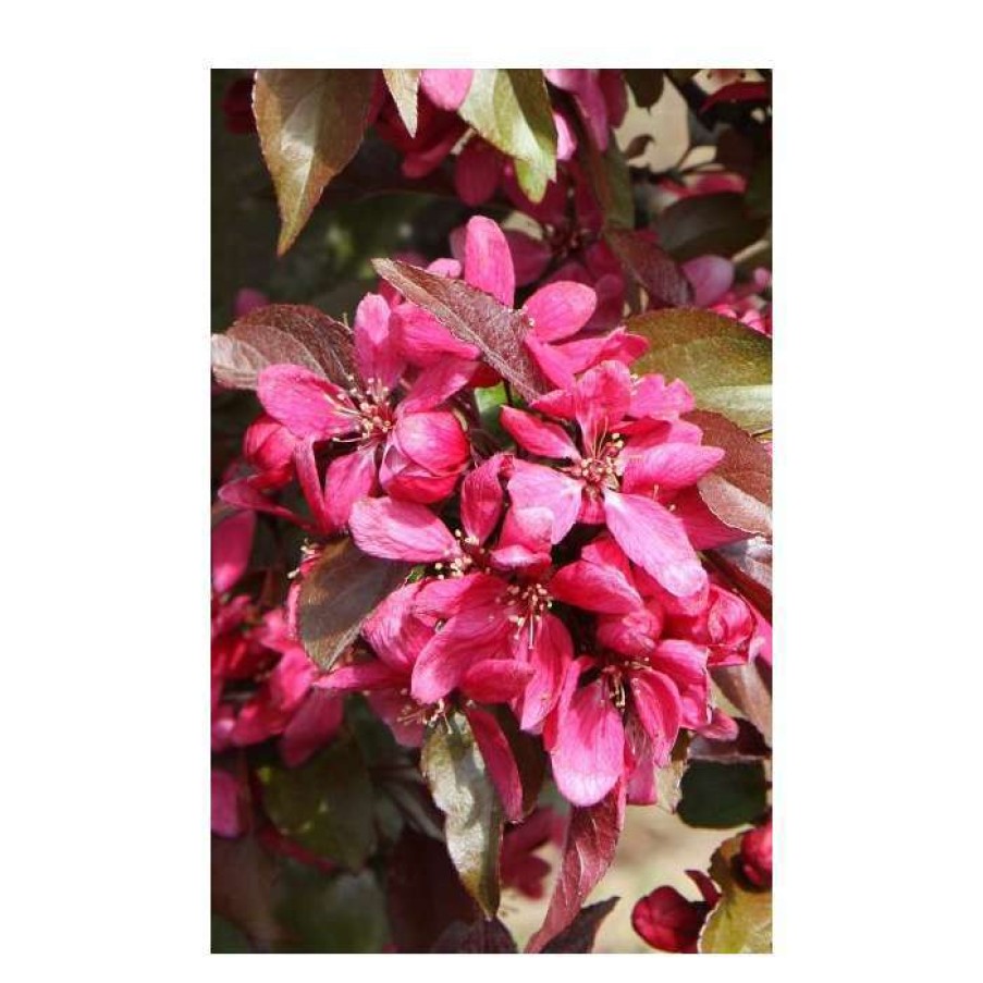 Winter Interest Plants * | Malus Moerlandsii 'Profusion' | Crab Apple Tree | 12L Pot | 150-180Cm | By Frank P Matthews