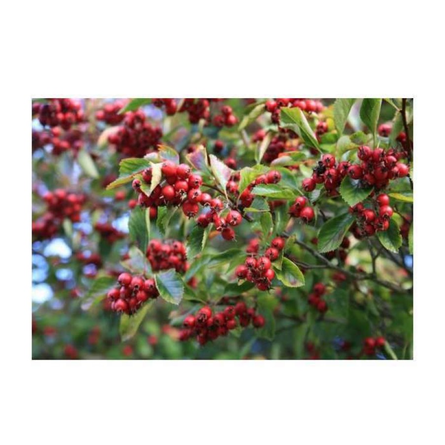 Ornamental Trees * | Crataegus Persimilis 'Prunifolia' | Hawthorn Tree