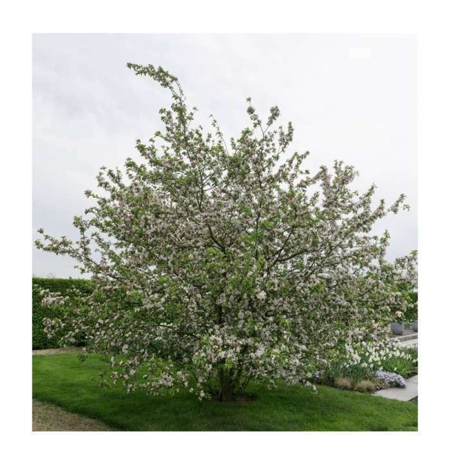 Ornamental Trees * | Malus X Robusta 'Red Sentinel' | Crabapple Tree