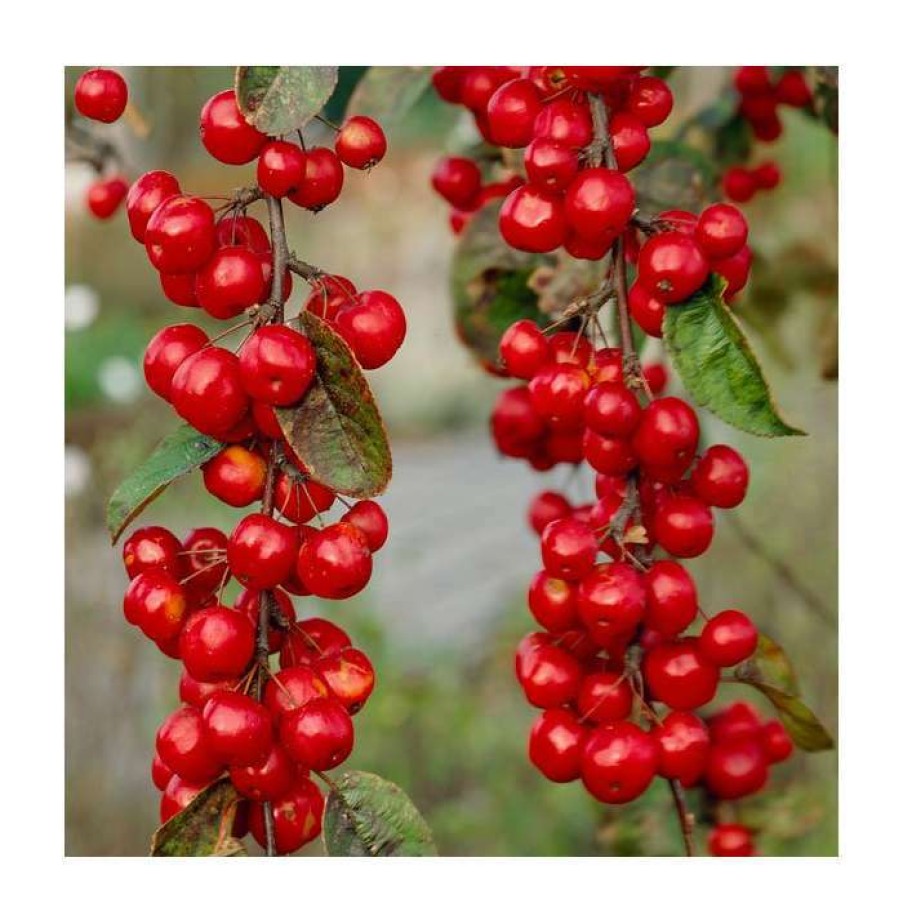 Ornamental Trees * | Malus X Robusta 'Red Sentinel' | Crabapple Tree