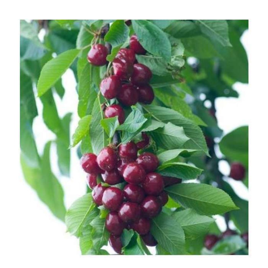 Fruit Trees * | Prunus 'Burlat' | Cherry Tree