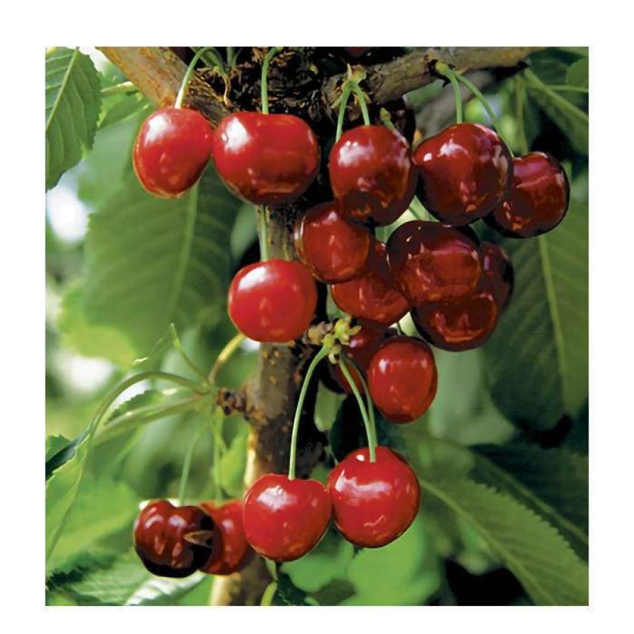 Fruit Trees * | Prunus 'Burlat' | Cherry Tree