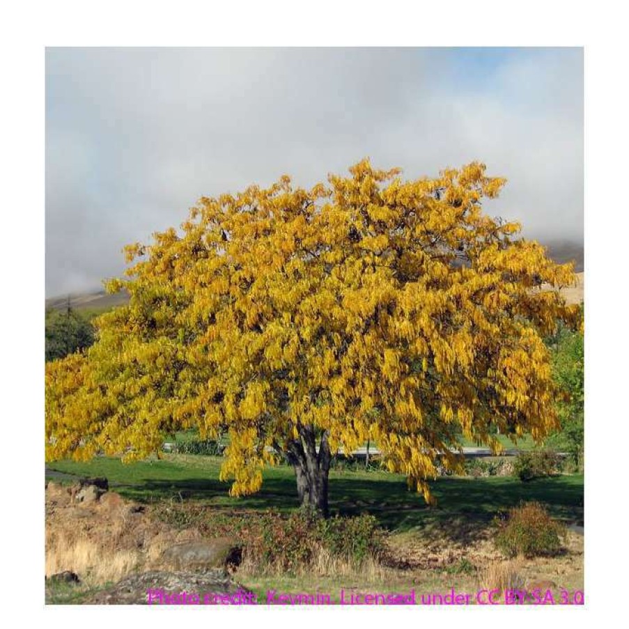 Ornamental Trees * | Gleditsia Triacanthos F Inermis 'Sunburst' | Golden Honey Locust Tree