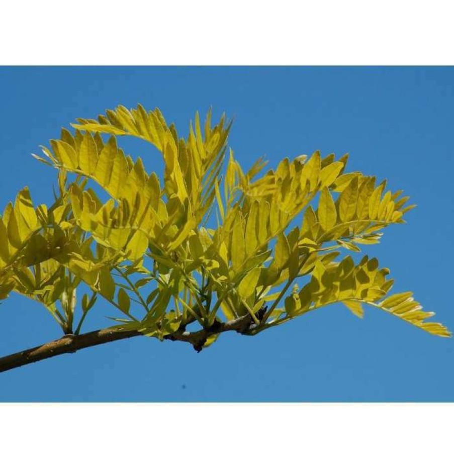 Ornamental Trees * | Gleditsia Triacanthos F Inermis 'Sunburst' | Golden Honey Locust Tree