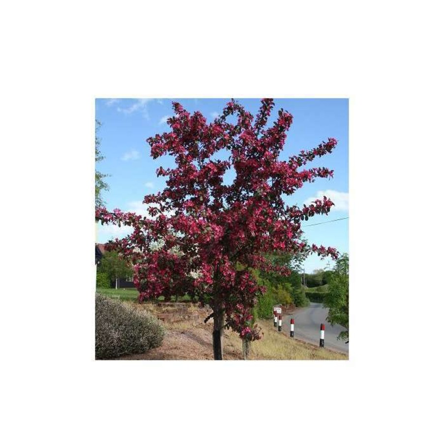 Ornamental Trees * | Malus Toringo 'Scarlett' | Crab Apple Tree | 12L Pot | 150-180Cm | By Frank P Matthews