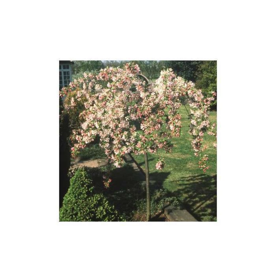 Ornamental Trees * | Malus 'Sun Rival' | Crab Apple Tree | 12L Pot | 150-180Cm | By Frank P Matthews