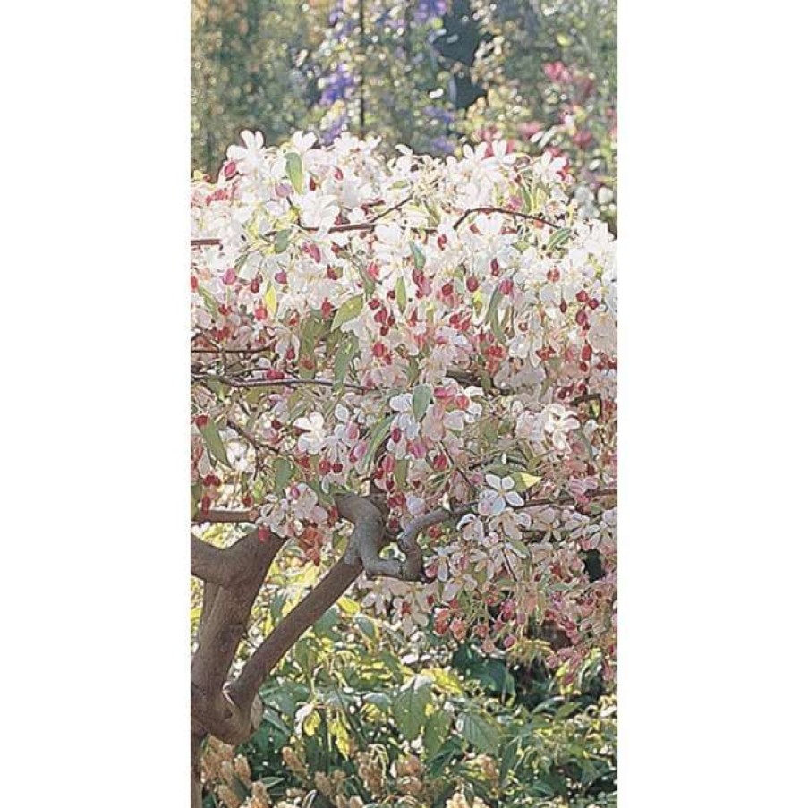 Ornamental Trees * | Malus 'Sun Rival' | Crab Apple Tree | 12L Pot | 150-180Cm | By Frank P Matthews