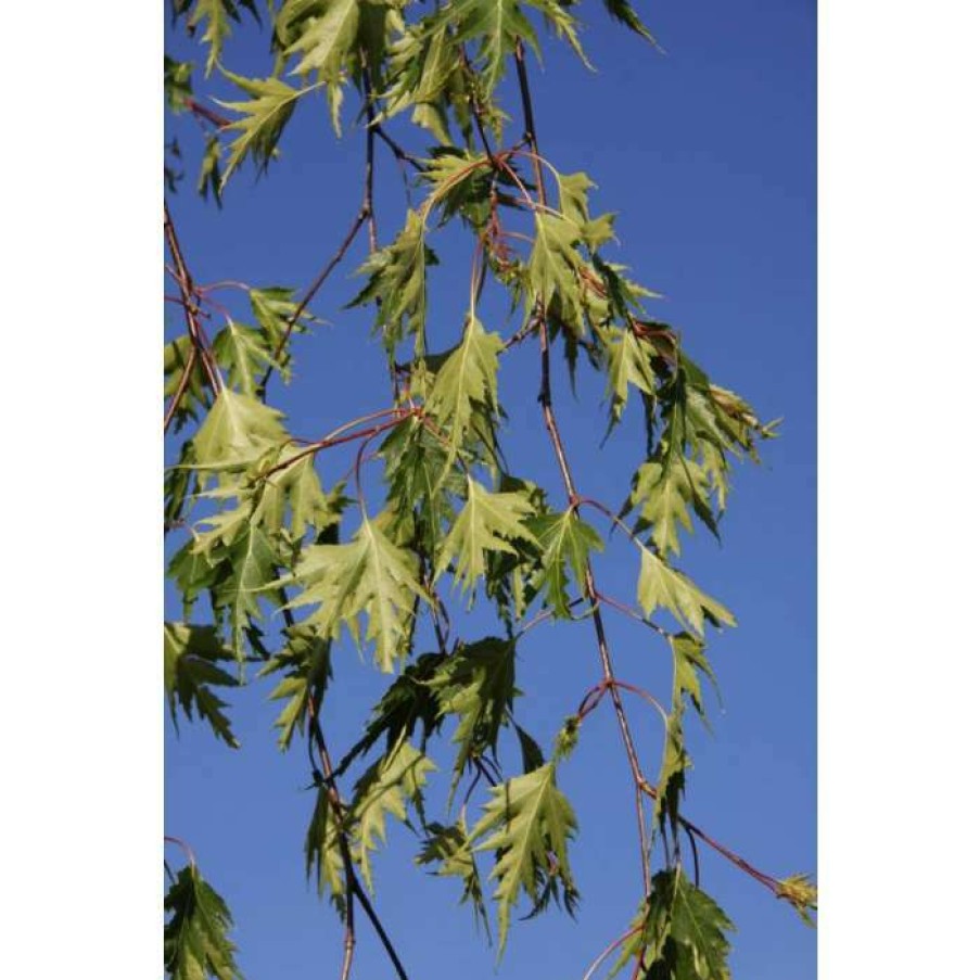 Ornamental Trees * | Betula Pendula 'Dalecarlica' | 12L Pot | 150-180Cm | By Frank P Matthews