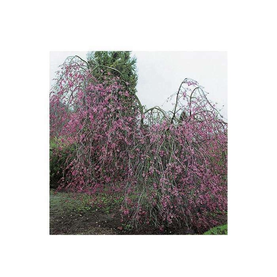 Ornamental Trees * | Prunus Pendula 'Pendula Rubra' | Weeping Cherry Blossom Tree | 12L Pot | 150-180Cm | By Frank P Matthews