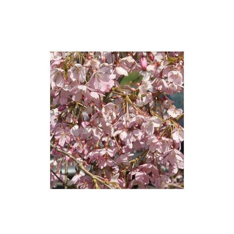 Ornamental Trees * | Prunus Pendula 'Pendula Rubra' | Weeping Cherry Blossom Tree | 12L Pot | 150-180Cm | By Frank P Matthews