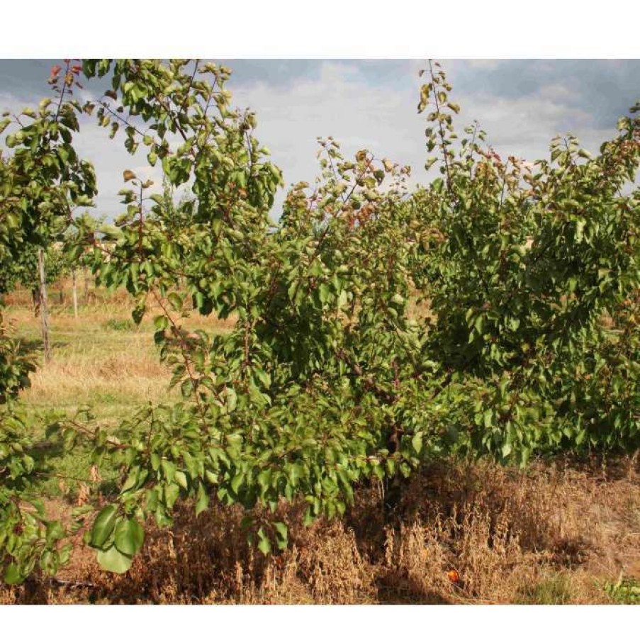 Fruit Trees * | 5Ft 'Kioto Apricot Tree | Sja Semi Vigorous Rootstock | 12L Pot | By Frank P Matthews