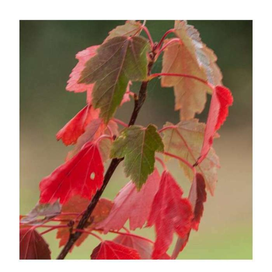 Ornamental Trees * | Acer Rubrum 'Sun Valley' | Red Maple Tree | 12L Pot | 150-180Cm | By Frank P Matthews