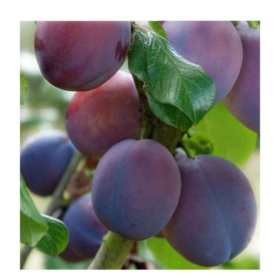 Fruit Trees * | 5Ft 'Marjorie'S Seedling' Plum Tree | Sja Semi Vigorous Rootstock | 12L Pot | By Frank P Matthews