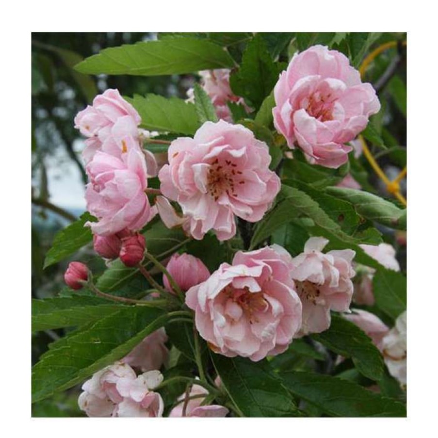 Ornamental Trees * | Malus Ioensis 'Fimbriata' | Crabapple Tree