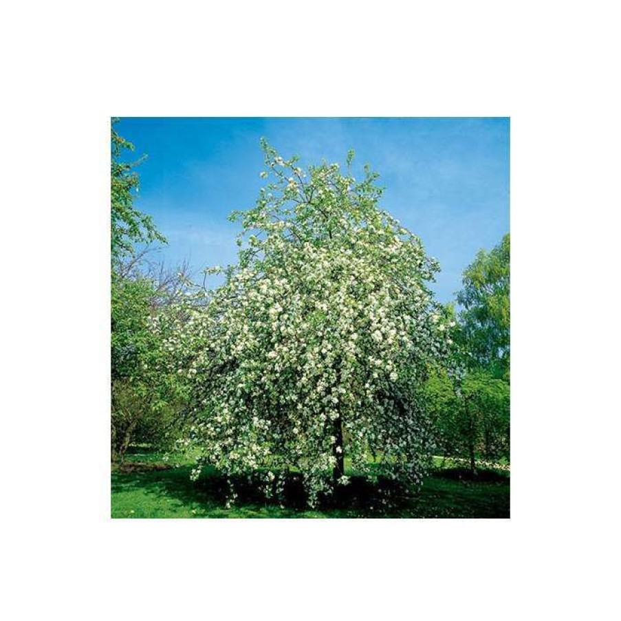 Ornamental Trees * | Malus 'Montreal Beauty' | Crabapple Tree