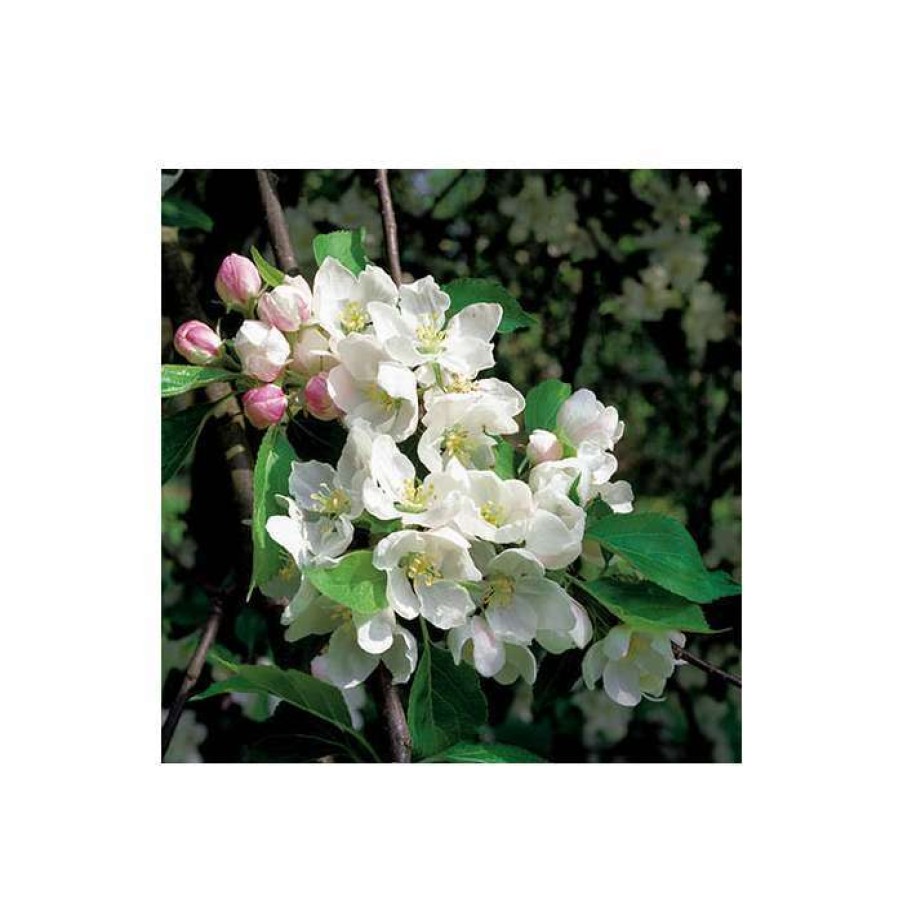 Ornamental Trees * | Malus 'Montreal Beauty' | Crabapple Tree