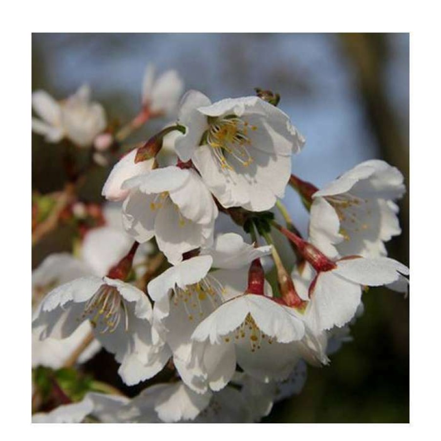 Ornamental Trees * | Prunus 'Royal Flame' (Mieke) (Pbr) | Cherry Blossom Tree | 12L Pot | 150-180Cm | By Frank P Matthews