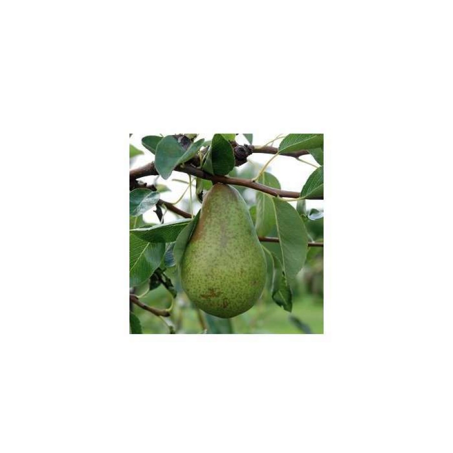 Fruit Trees * | 5Ft 'Concorde' Pear Tree | Quince A Semi Dwarfing Rootstock | 12L Pot | By Frank P Matthews