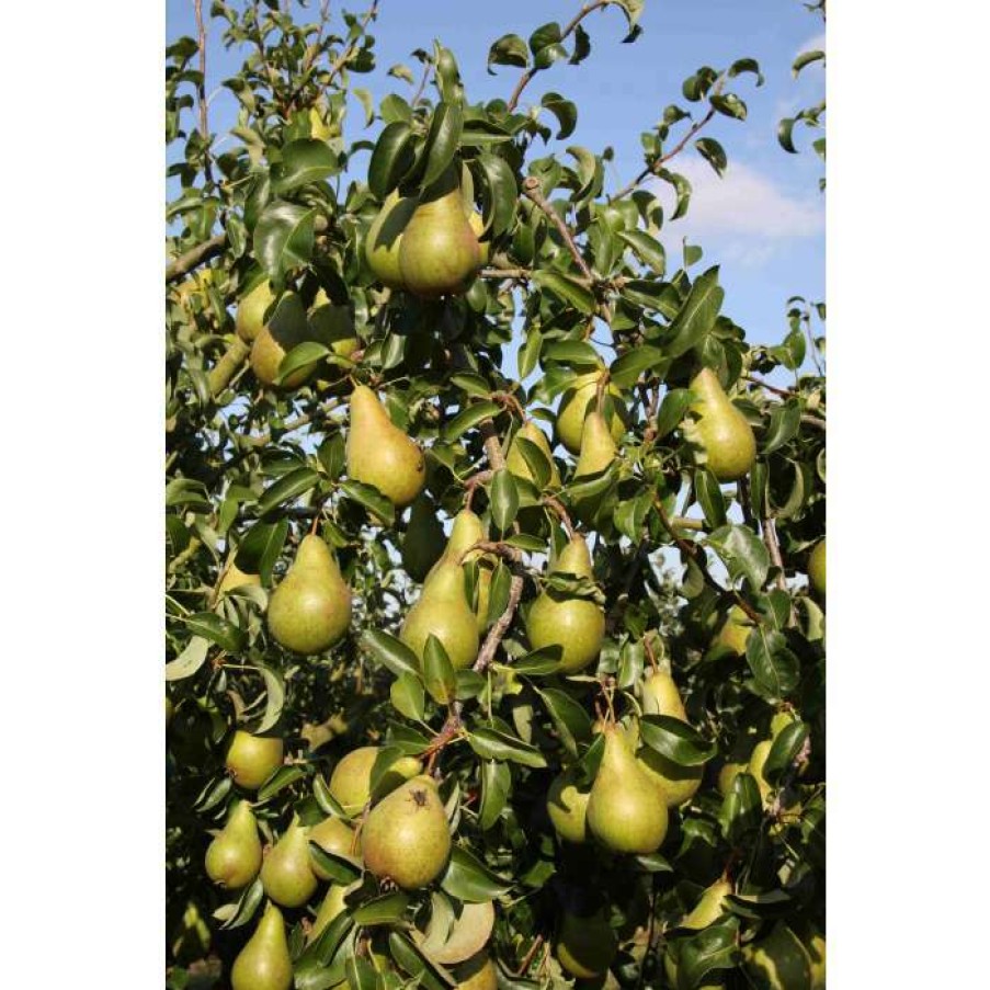 Fruit Trees * | 5Ft 'Concorde' Pear Tree | Quince A Semi Dwarfing Rootstock | 12L Pot | By Frank P Matthews