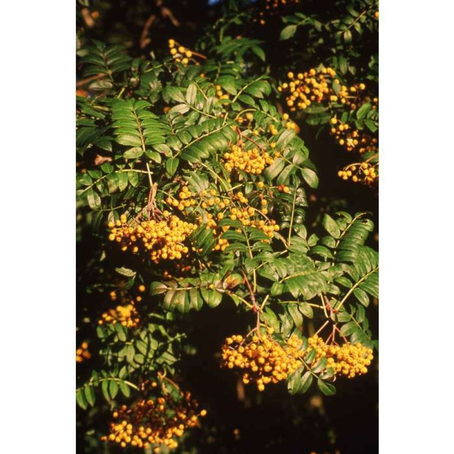 Winter Interest Plants * | Sorbus 'Wisley Gold' | Rowan Tree