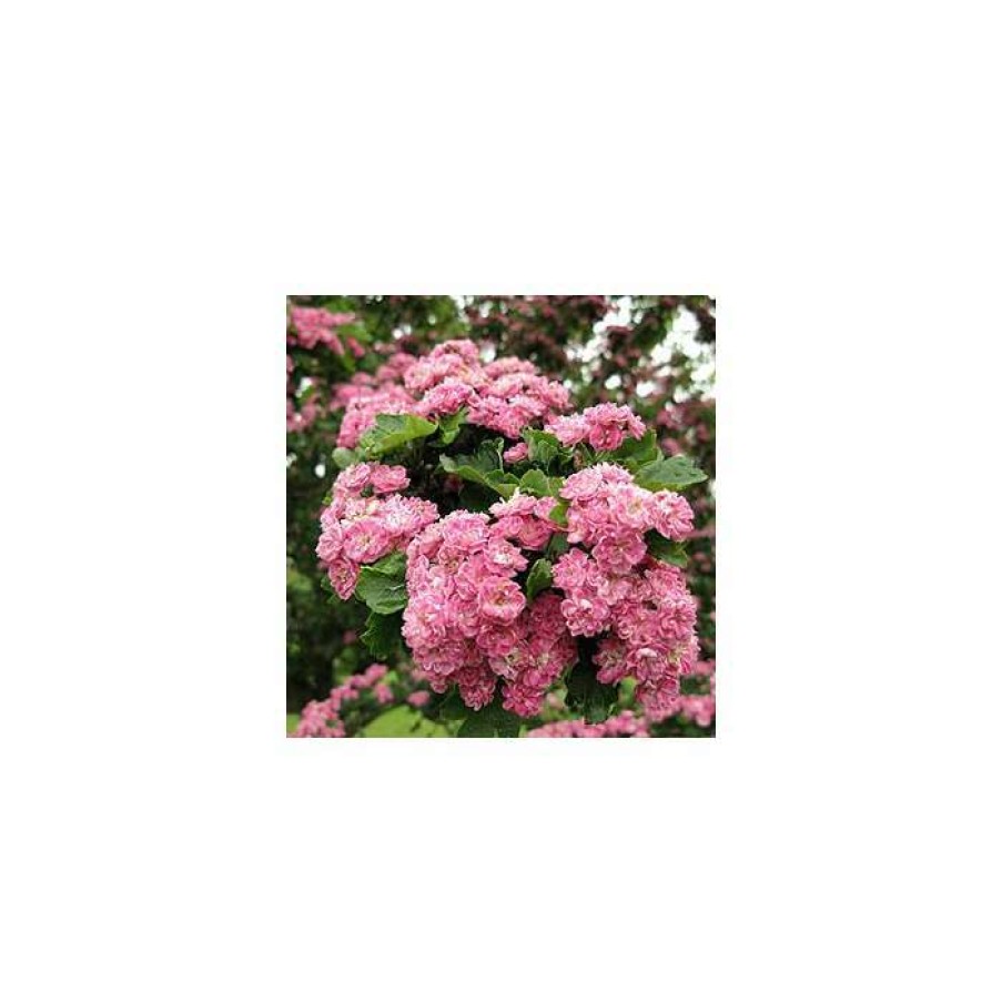 Ornamental Trees * | Crataegus Laevigata 'Rosea Flore Pleno' | Hawthorn Tree | 12L Pot | 150-180Cm | By Frank P Matthews