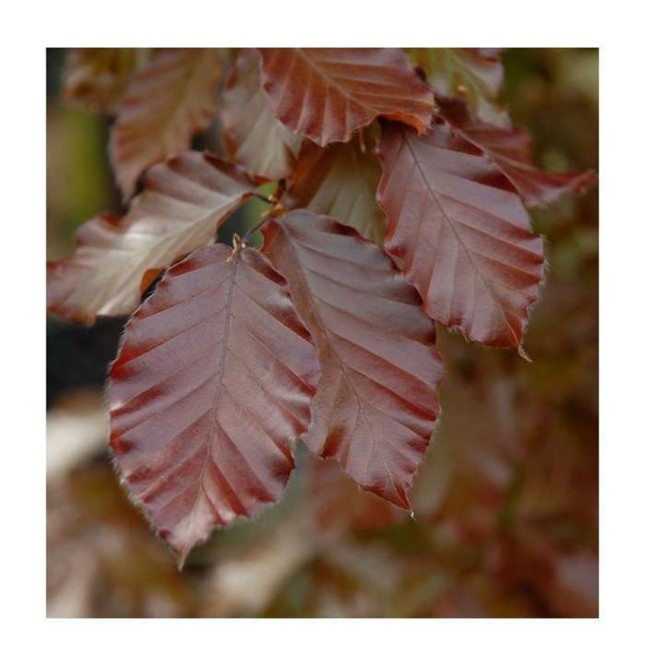 Ornamental Trees * | Fagus Sylvatica 'Midnight Feather' (Pbr) | 12L Pot | 150-180Cm | By Frank P Matthews