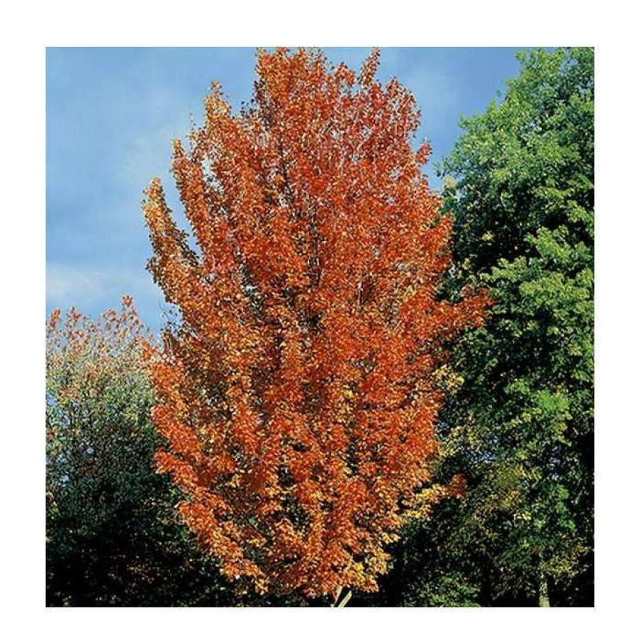 Ornamental Trees * | Acer Rubrum Red Sunset ('Franksred') | Red Maple Tree | 12L Pot | 150-180Cm | By Frank P Matthews