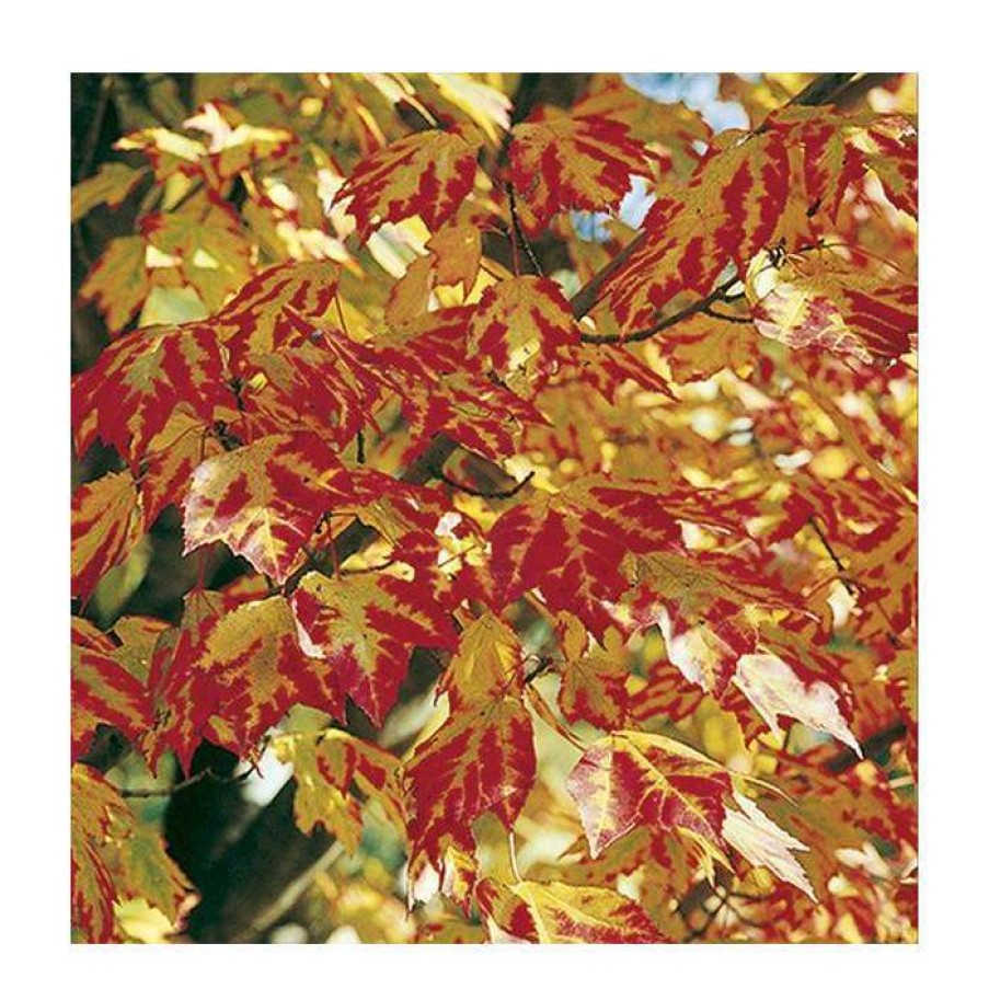 Ornamental Trees * | Acer Rubrum Red Sunset ('Franksred') | Red Maple Tree | 12L Pot | 150-180Cm | By Frank P Matthews