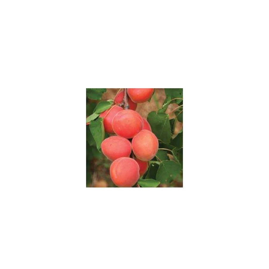 Fruit Trees * | 4-5Ft 'Lilicot' Apricot Tree | Sja Semi Vigorous Rootstock | 9L Pot