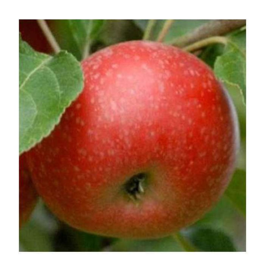 Fruit Trees * | Malus 'Beauty Of Bath' | Apple Tree